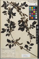 Foto von Salix myrsinifolia Salisb.